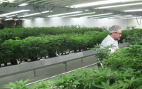 cannabis industry in canada
